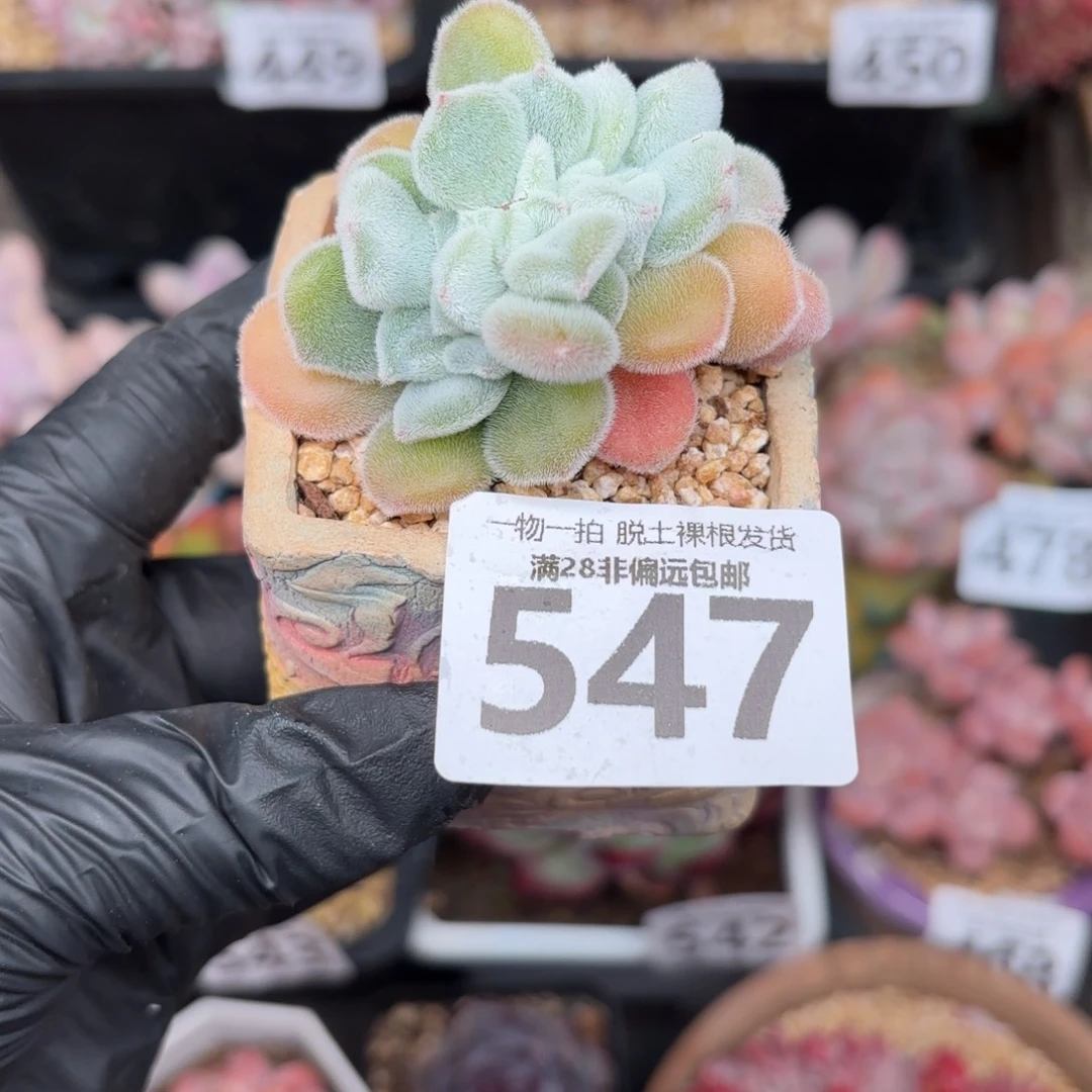 雪晃星缀化无盆土发货