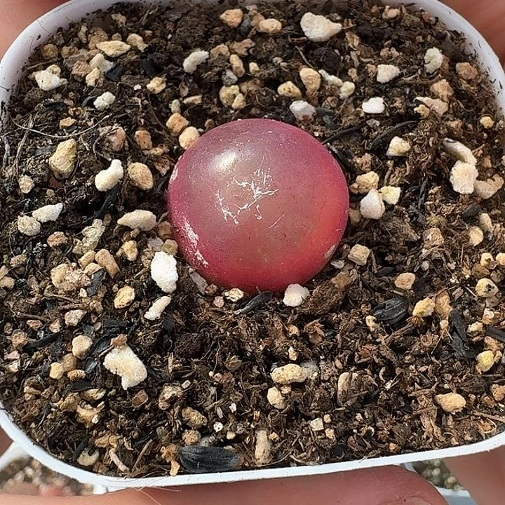 老马生石花灯泡8