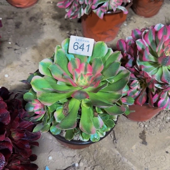 香妃法师一物一拍641