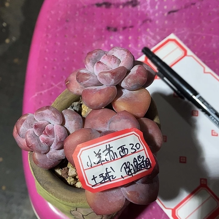 小***西不用考英语课可懂我来咯