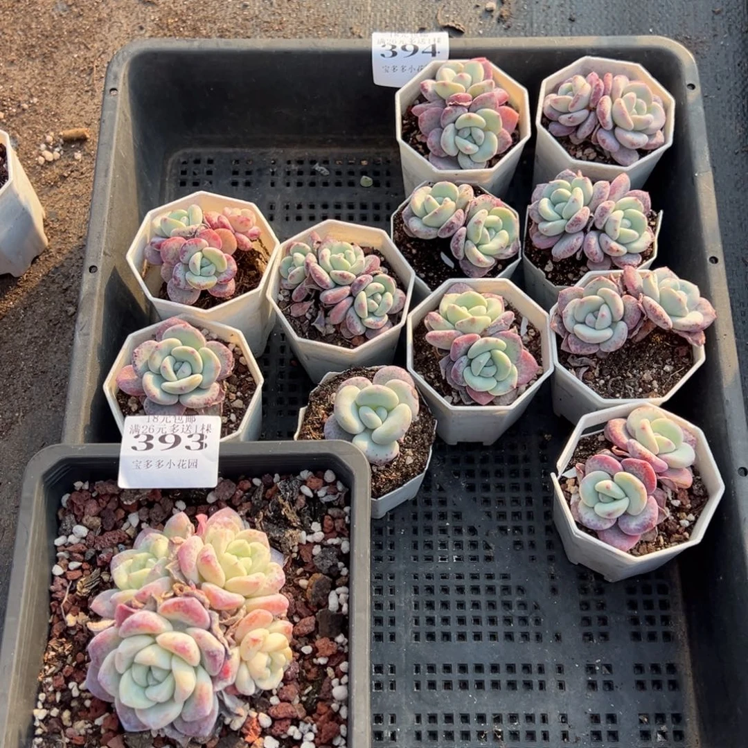 O***e394号一筐量拍多肉满20元包邮