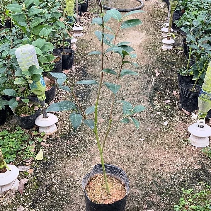 当前无花栽培后可以开花迷茫