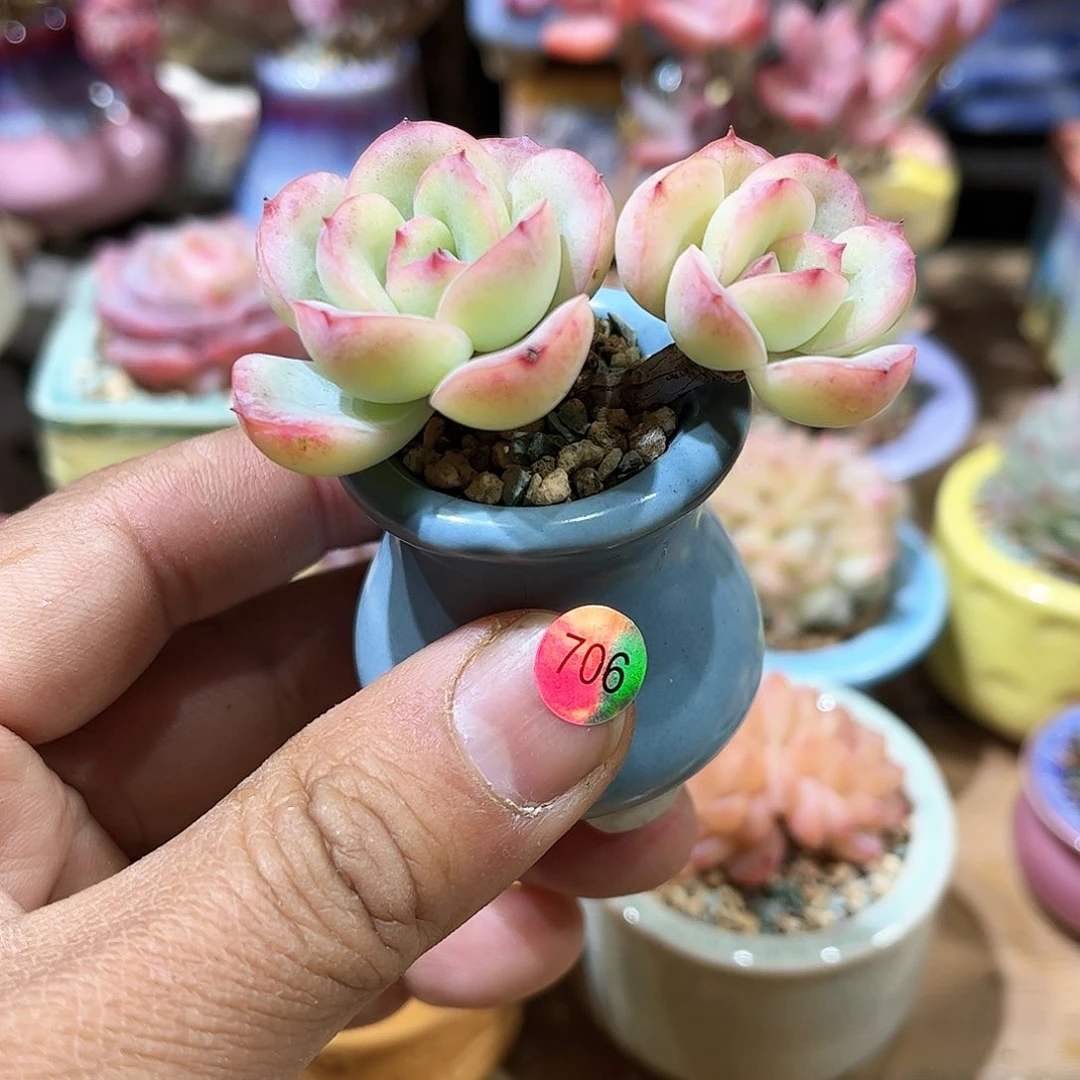 奶油泡芙 含盆含土发货 30包邮偏远除外