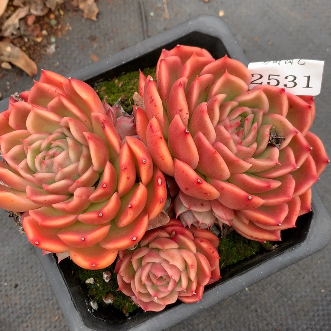 2531杂交多肉植物