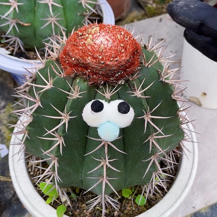 完全开放锦云裸根发货15cm