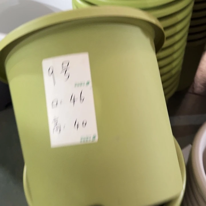 四季9号果绿无托4个特价微瑕