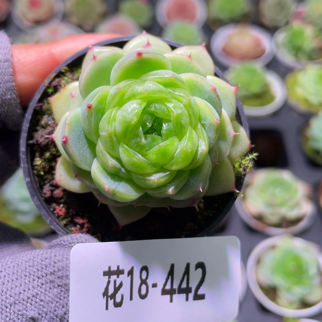 花利美18-442霜雪