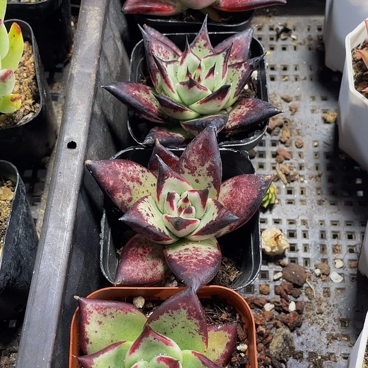 乌木2.8带盆土发货