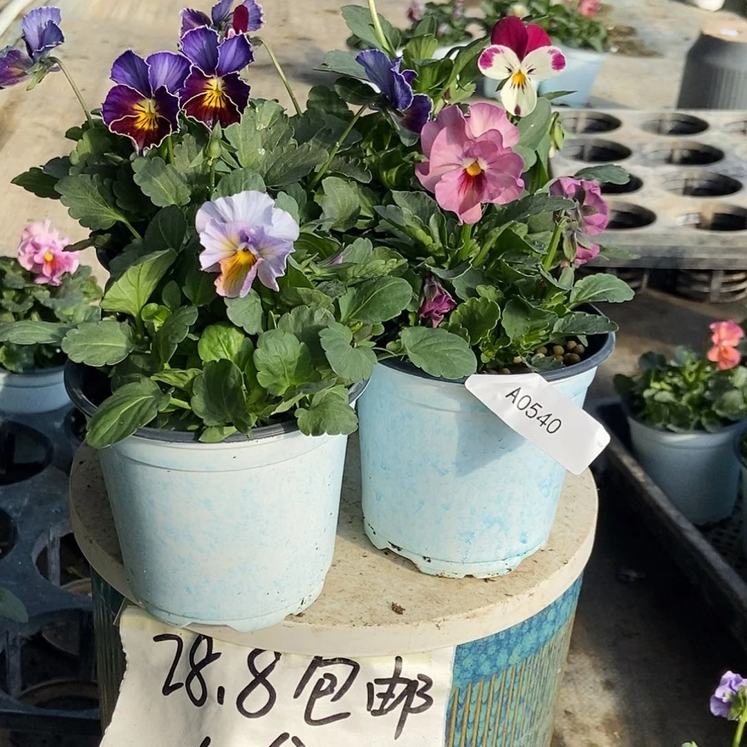 大部分花苞少量开放540