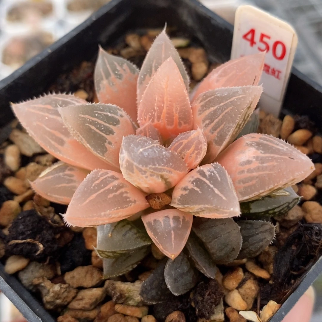 450糊斑冰沙糖锦一物一拍