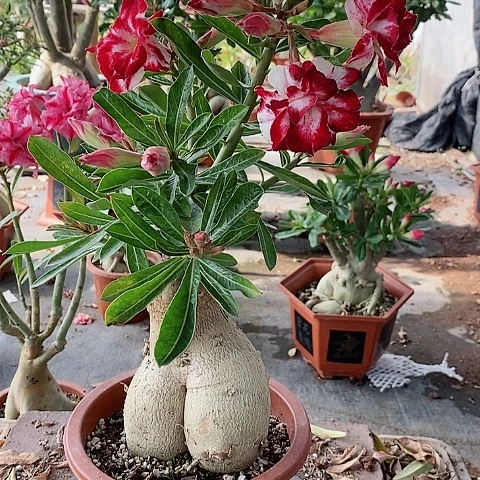 【闪购商品】无花朵花**贵