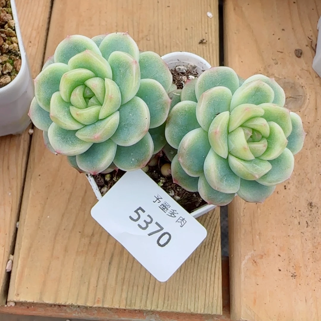 X7 ，5370多肉植物