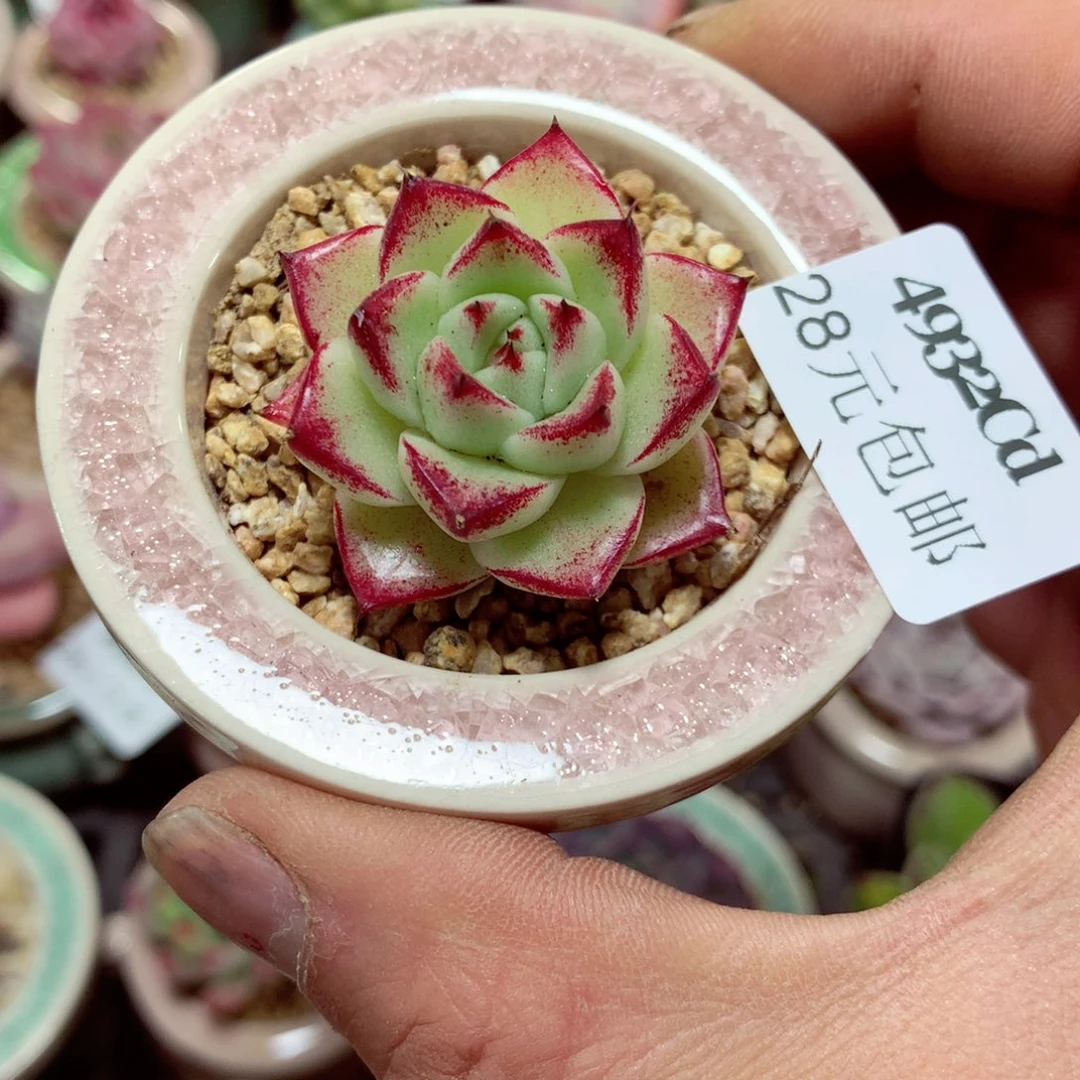 5厘米盆精控多肉4932