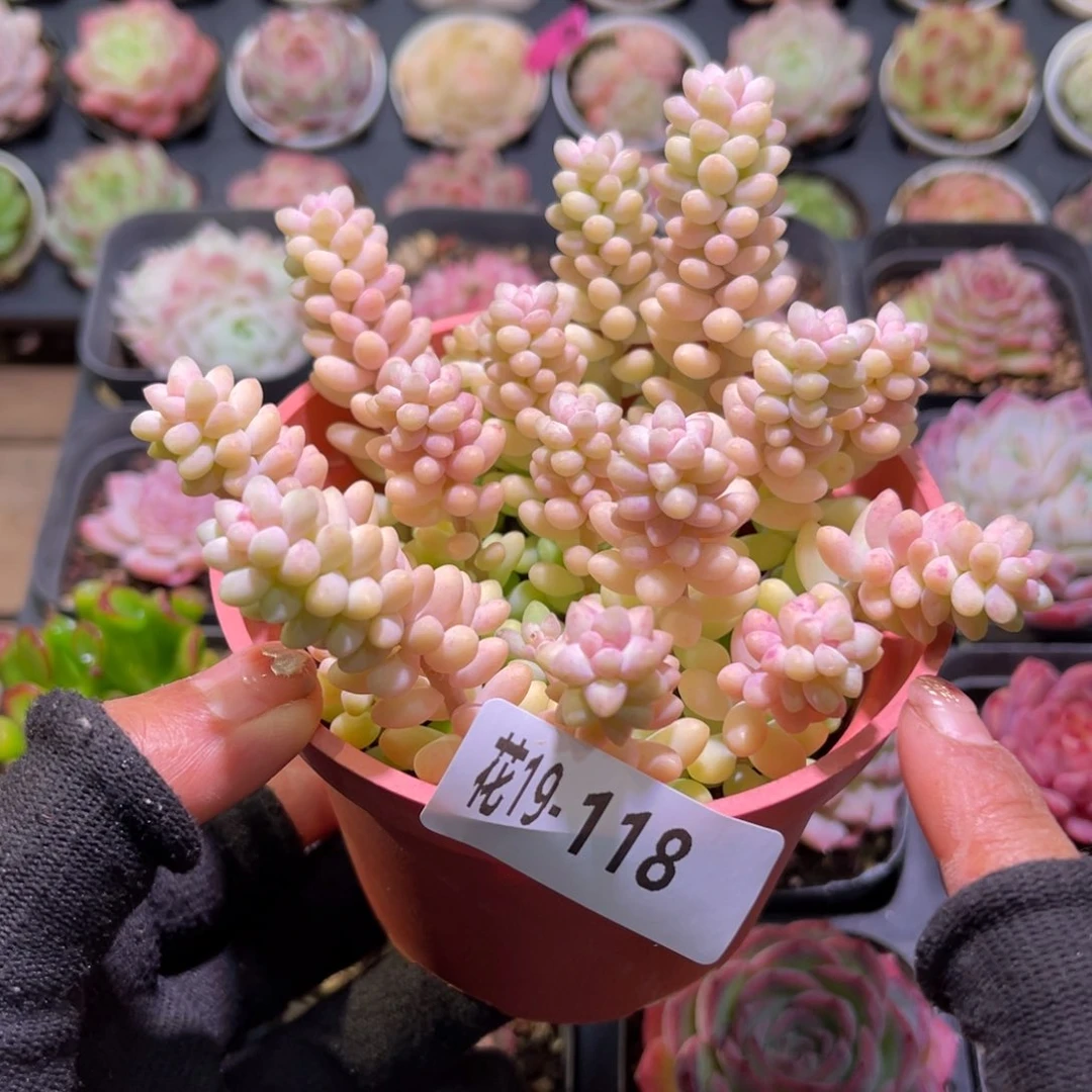 花19-118玉坠含盆土