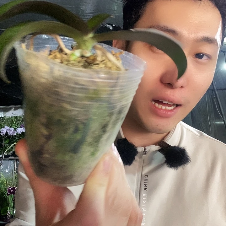 无花朵佛陀宝藏蝴蝶兰