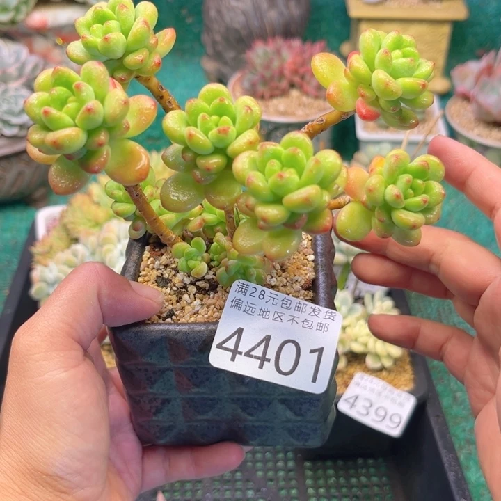 大4401）xvzvcgvhhhh