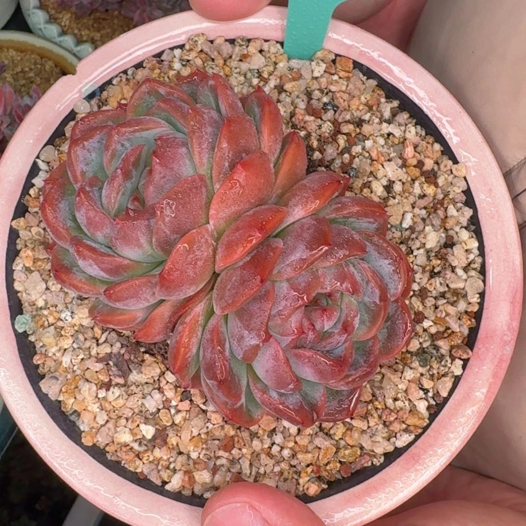 从前慢多肉精选编号1116-327