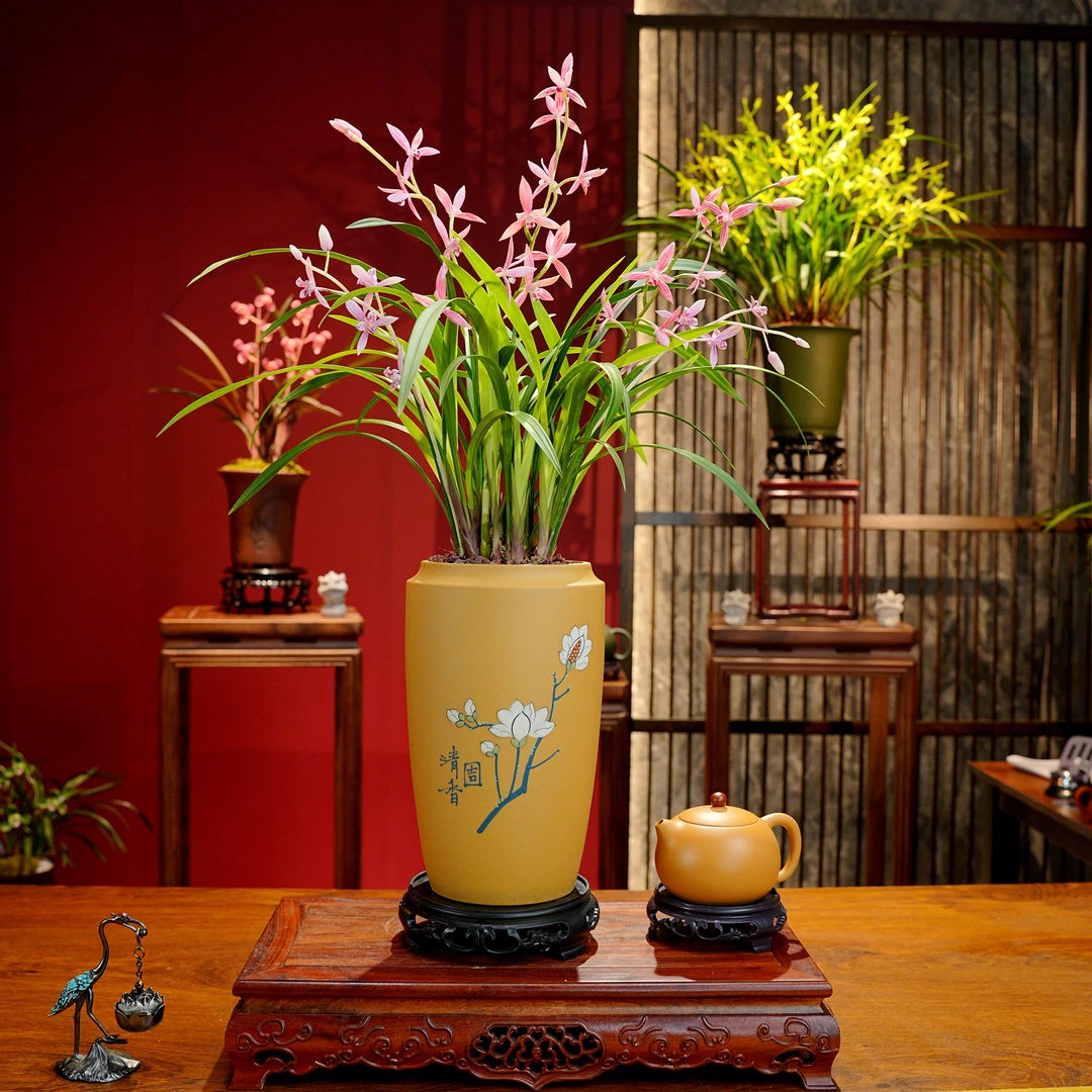 建兰铭品【貂蝉】名贵兰花 宜兴大师黄段泥紫砂盆 室内好养易活