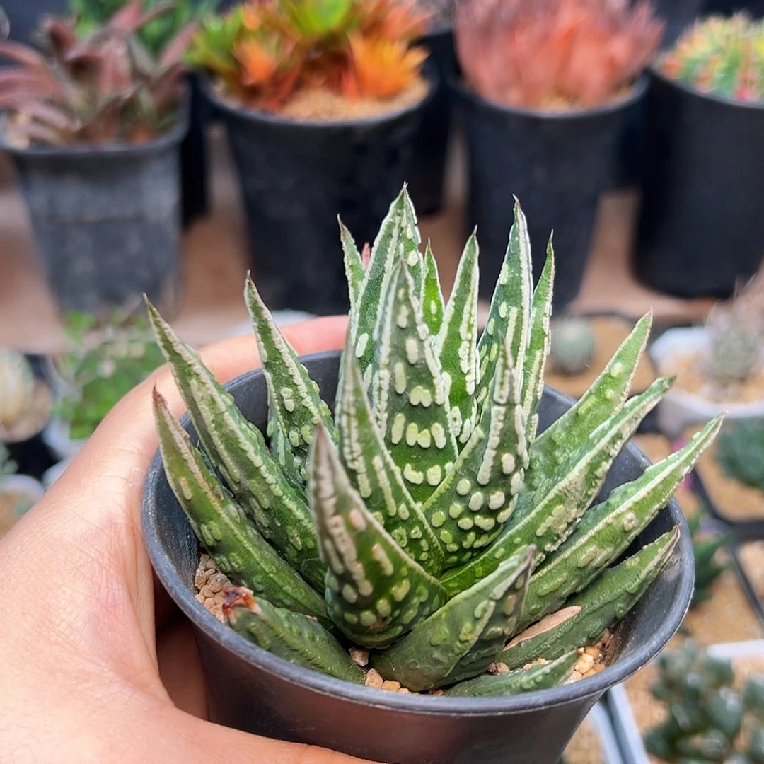 硬叶十二卷一颗