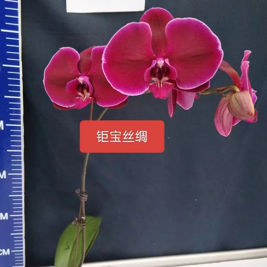 【聚宝丝绸】蝴蝶兰苗，黑红色丝绒质感，12公分超大花，3.5杯水苔