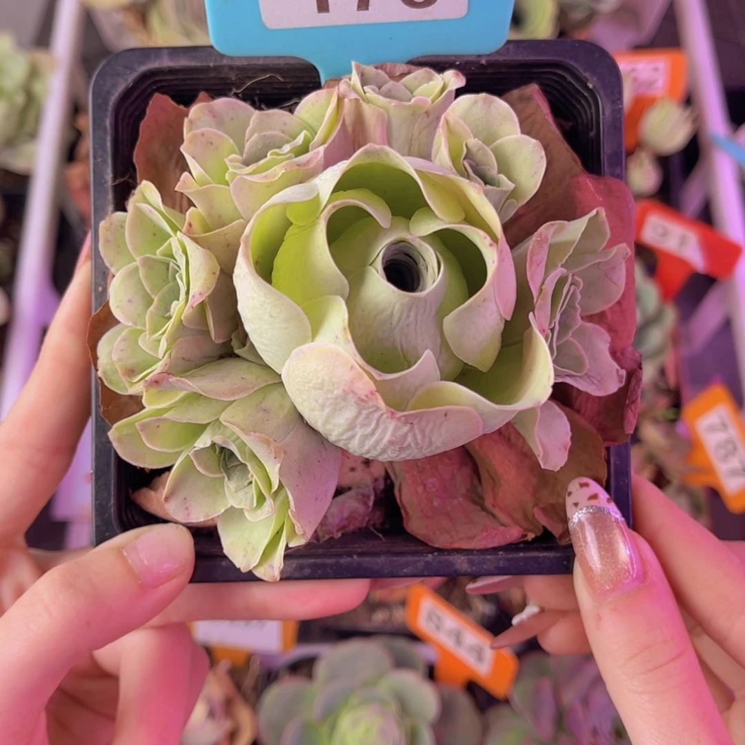 幸***灵单品一物一拍随单176号