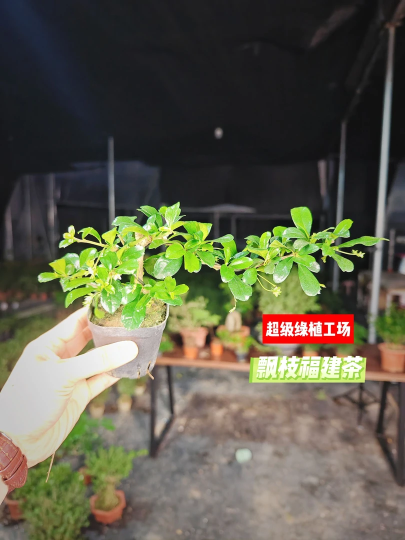 飘枝福建茶+飘枝栀子花