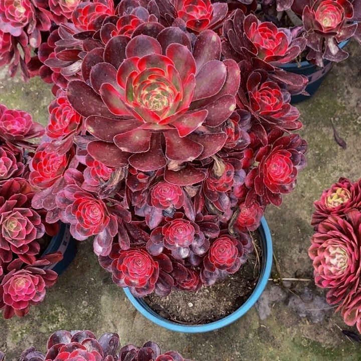 香奈儿多肉多肉1颗