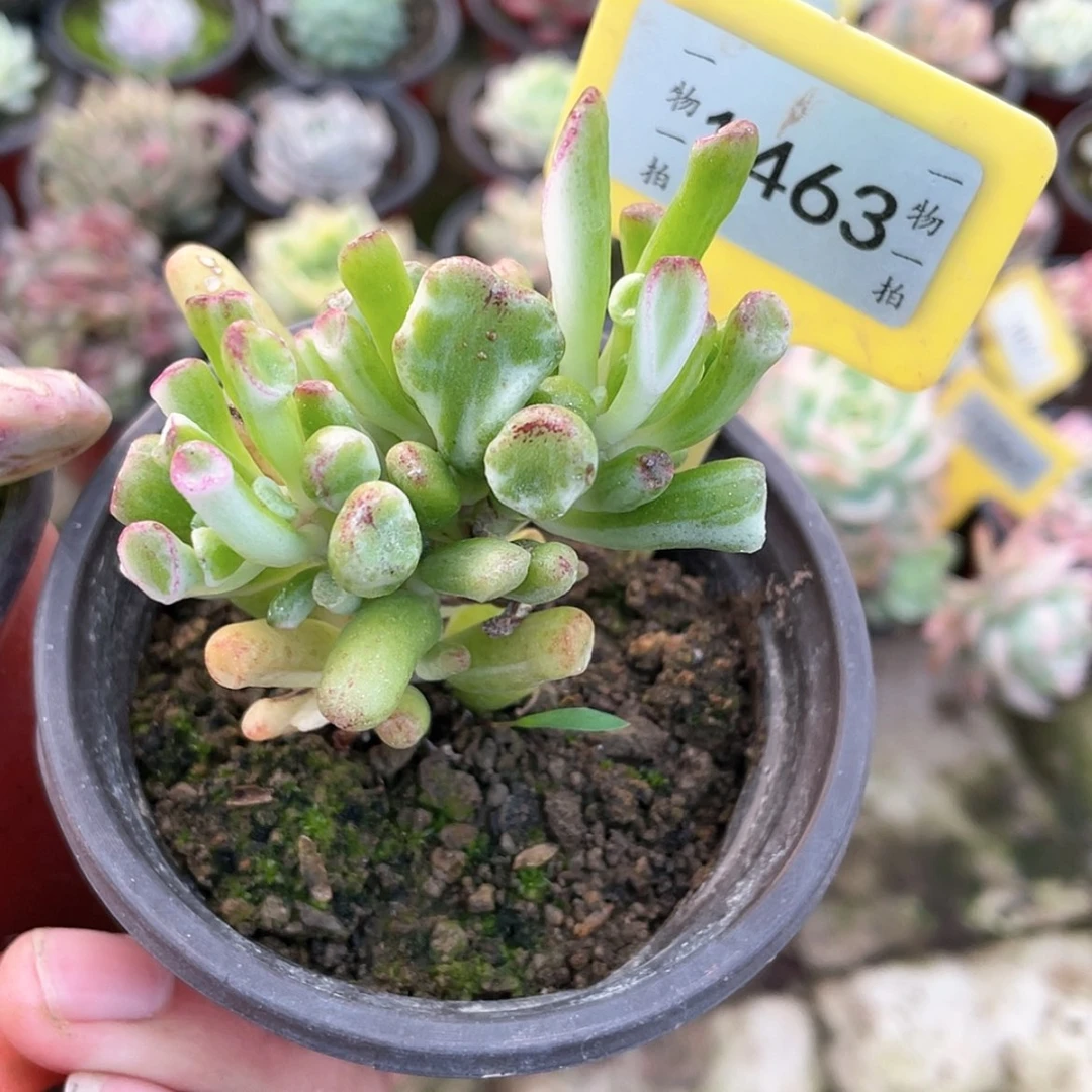 【闪购商品】1463号