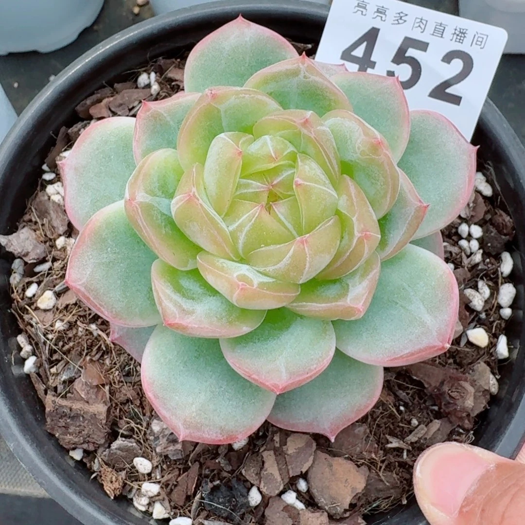 海洋母本            精美多肉植物