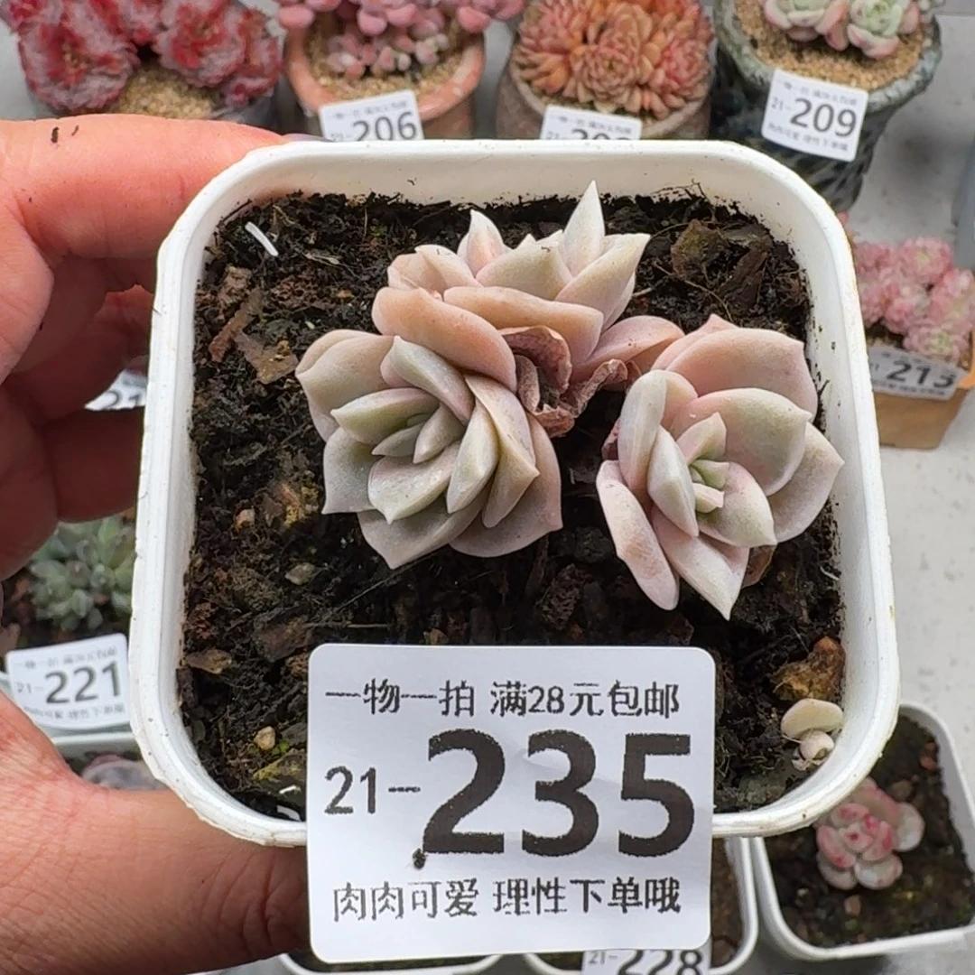 可爱玫瑰无盆土发货