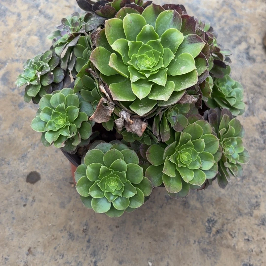 476多肉植物捧花的时候