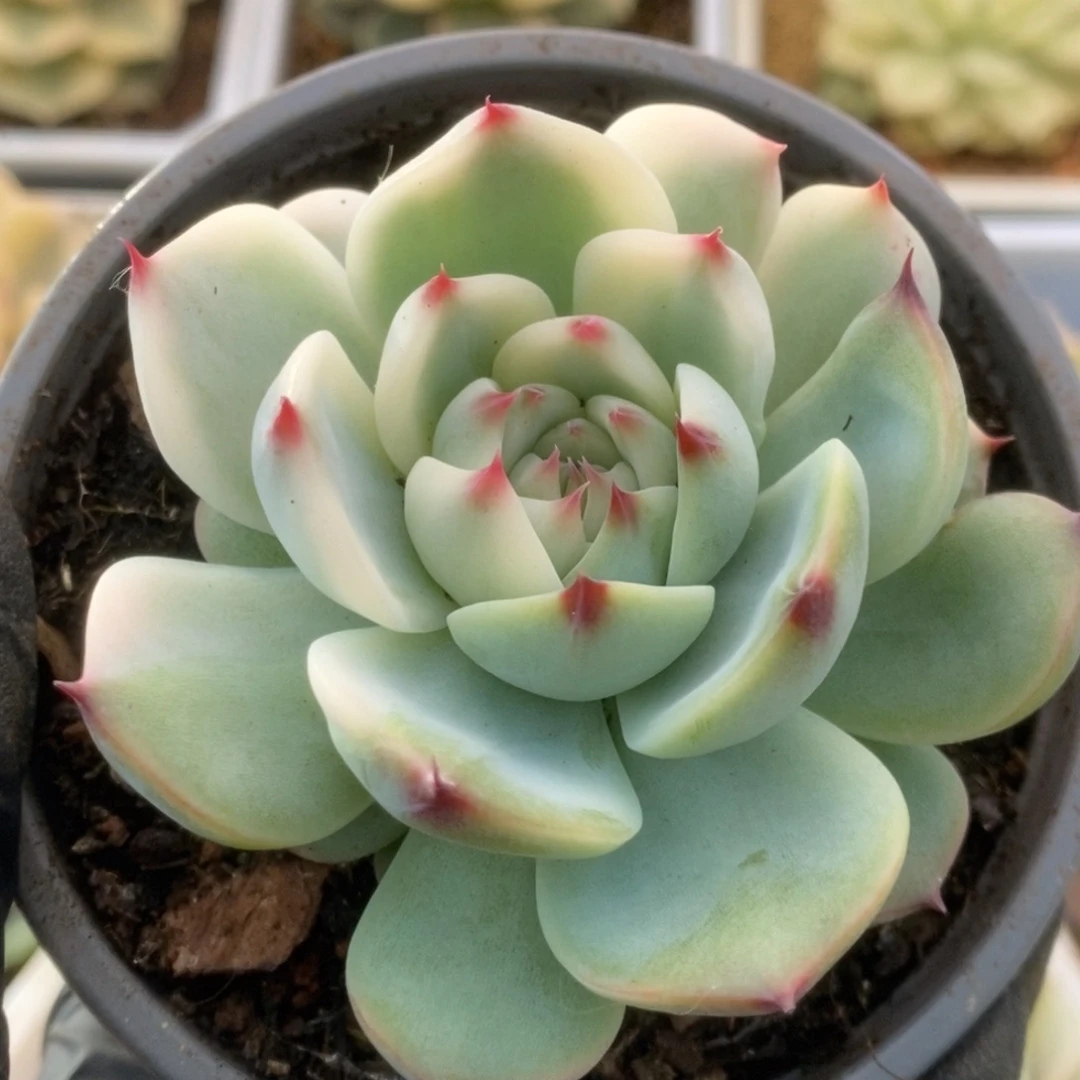 109锦锦锦锦锦锦锦锦