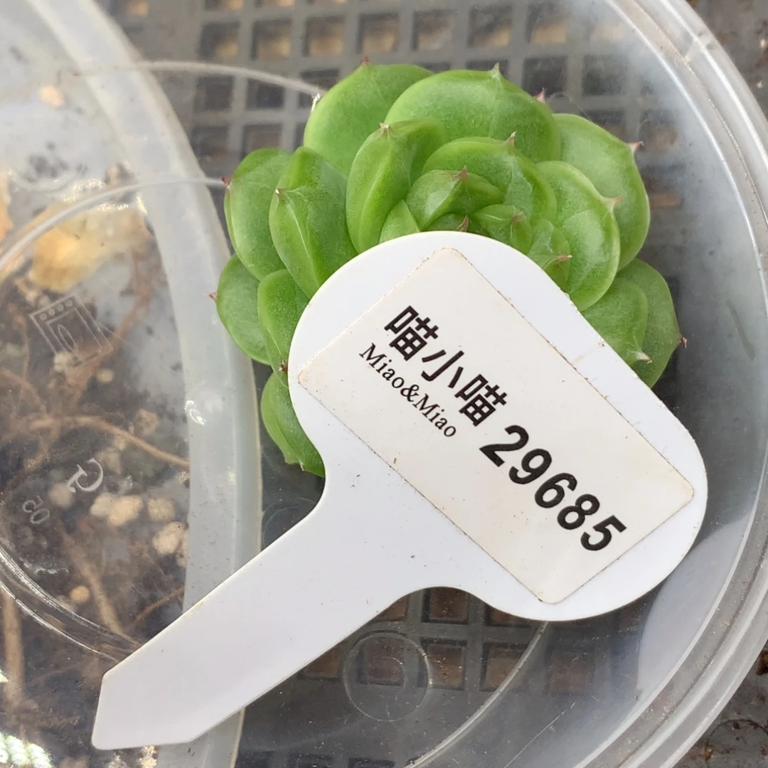 好***情多肉植物杂交珍妮