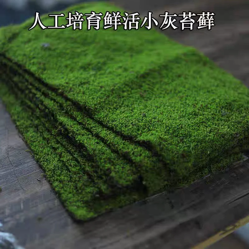 鲜活苔藓新鲜青苔草小灰藓植物白发藓盆景专用造景微景观diy材料