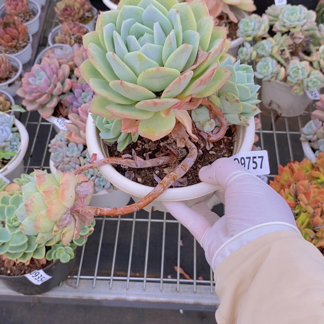 9757果冻恋曲一物一拍