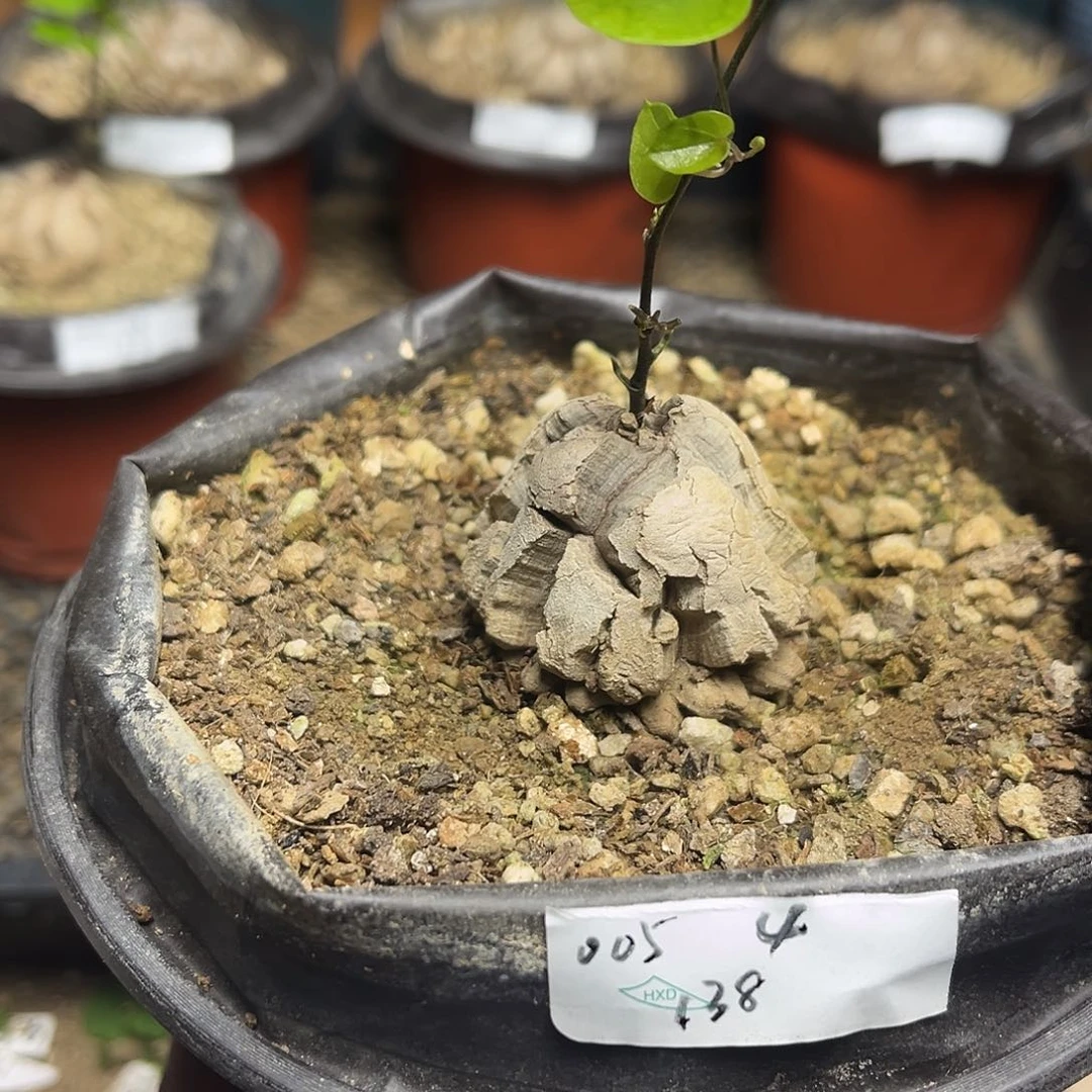 005南非块根龟甲龙