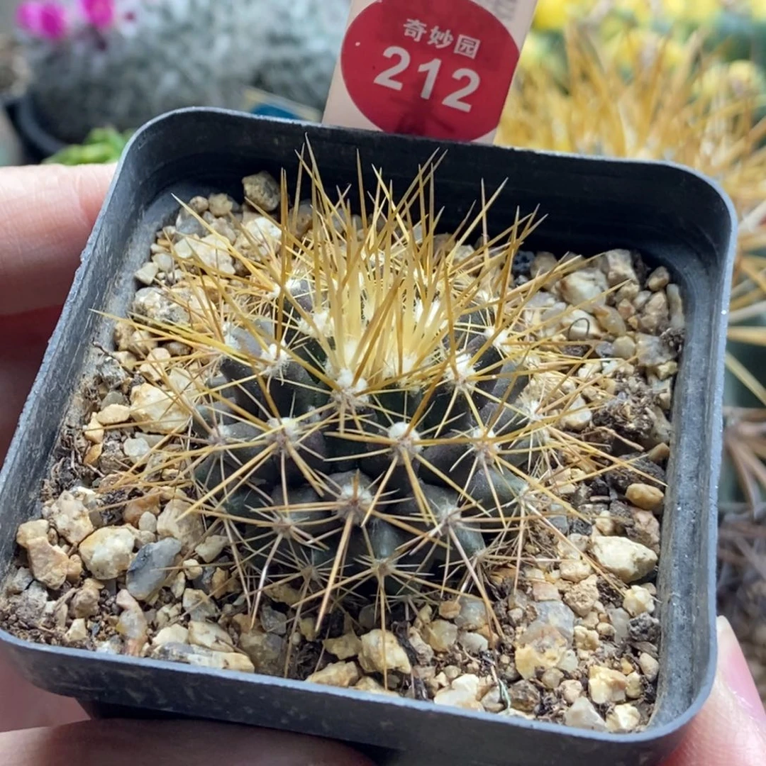 实生粗刺金银司一棵仙人球