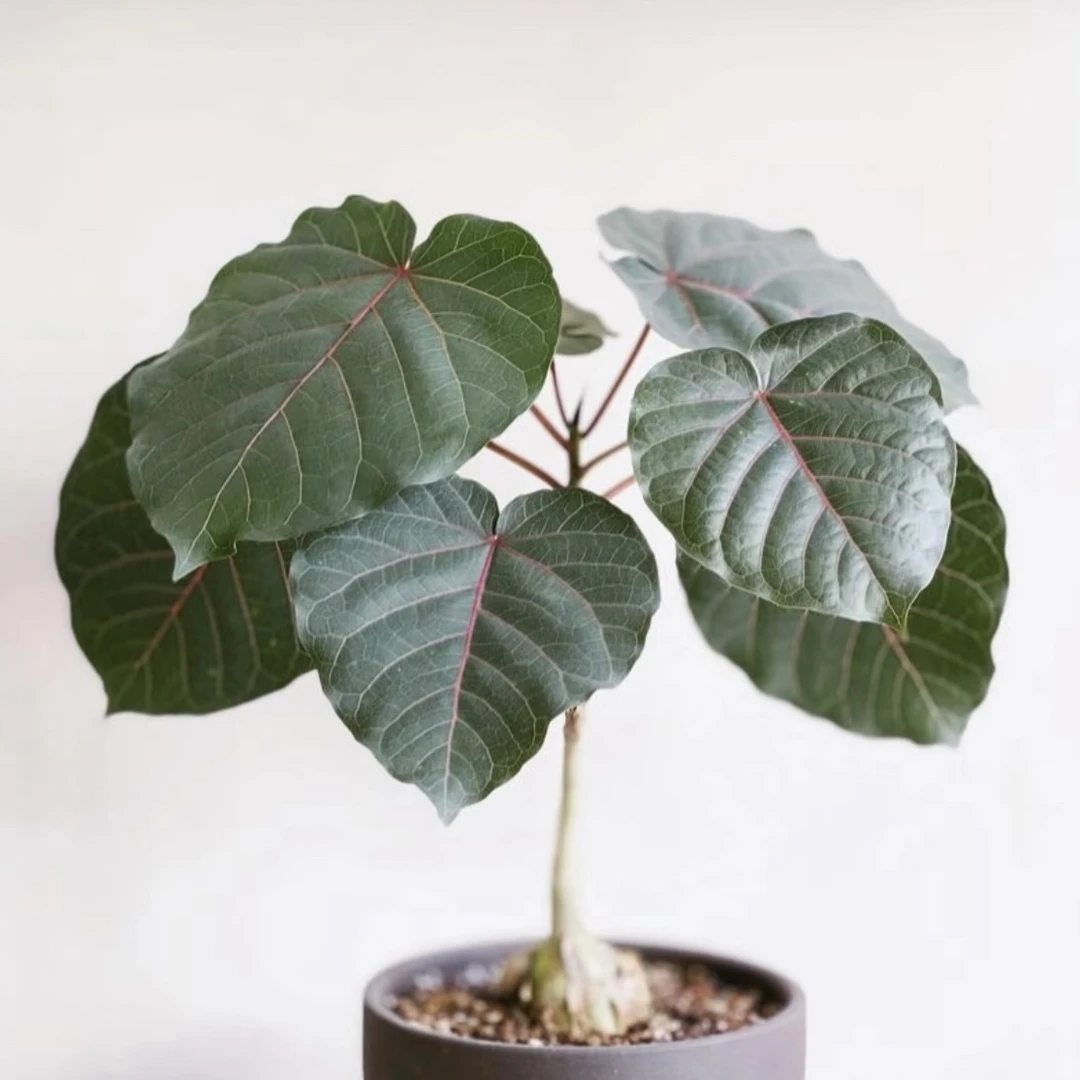 稀有品种红脉榕爱心蓉盆栽绿植 INS风网红绿植荷兰进口植物盆栽