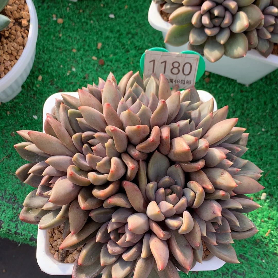 红象牙老桩平头1180