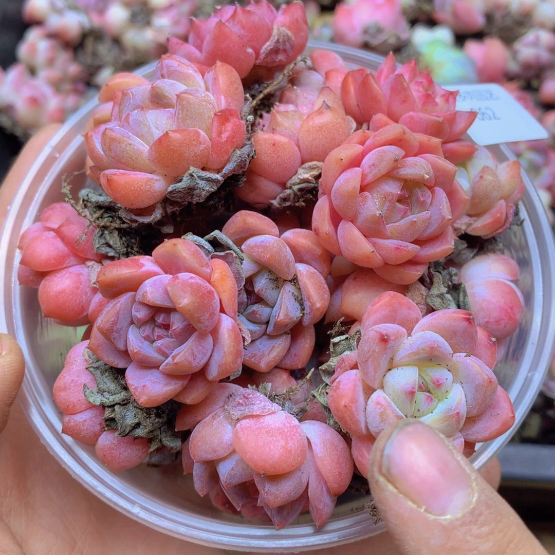 我要去看你了啊062