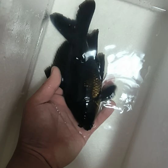 蝴蝶鲤鱼墨蝶大鳍大尾