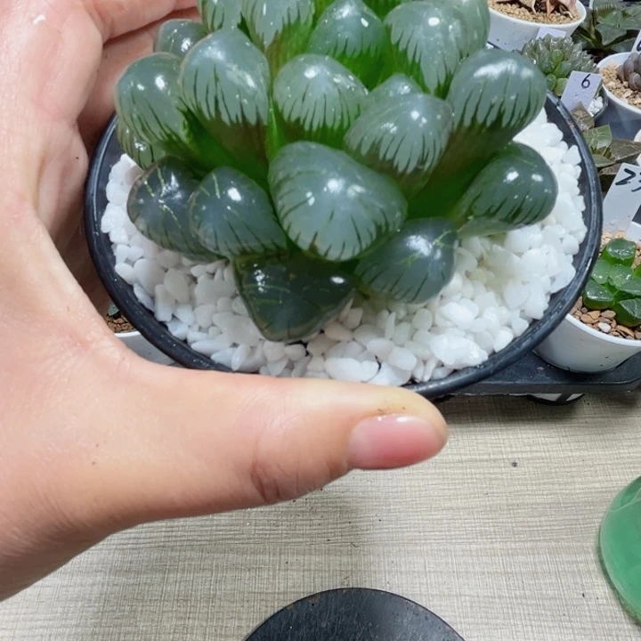 特价潘氏冰灯多肉植物