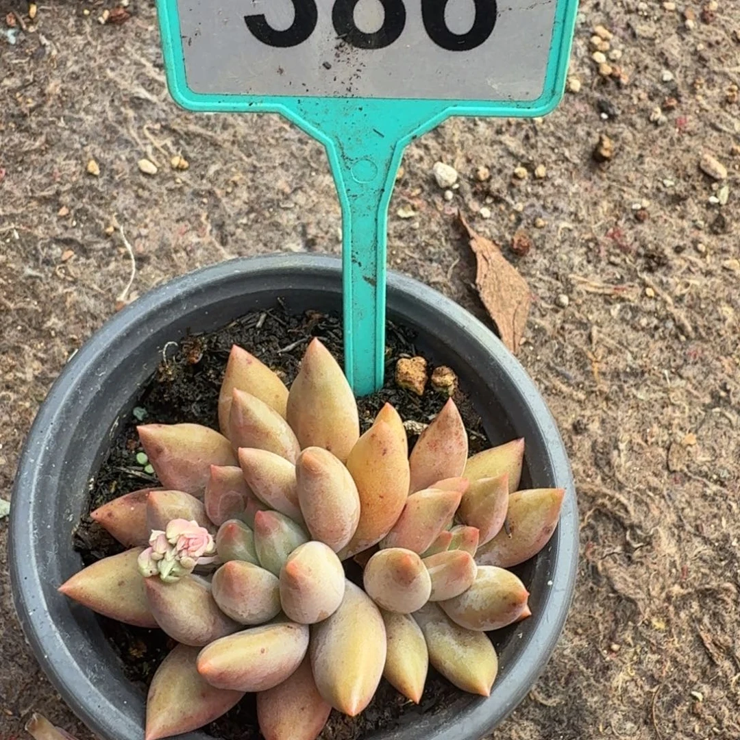 多肉植物漂亮双头386