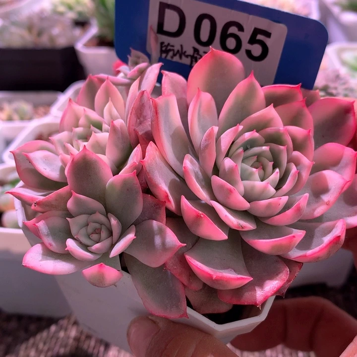 粉水晶群生覆轮锦有根