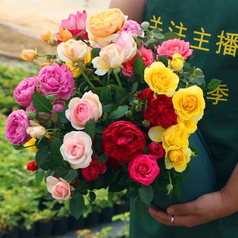 扦插中苗月季玫瑰苗切花