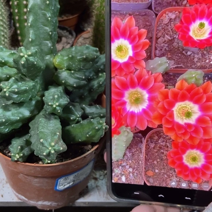 仙人球橘红水仙晴朗一盆