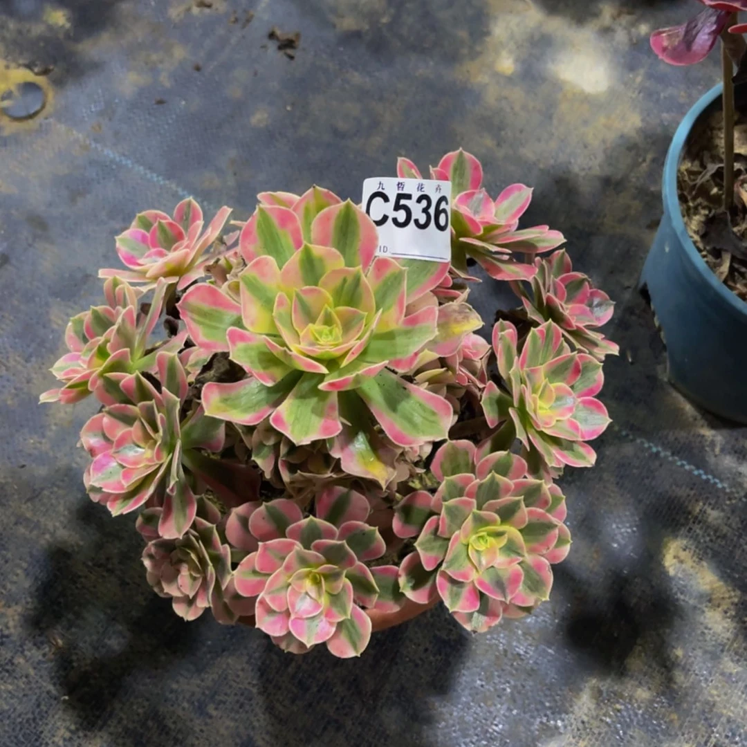 【闪购商品】53900