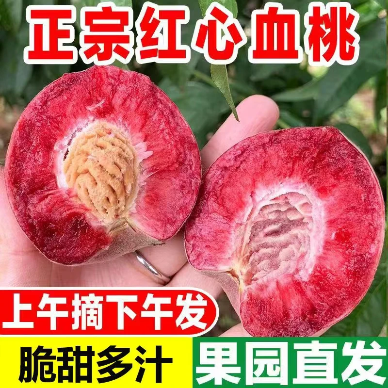 离核血桃脆甜桃子胭脂红毛桃新鲜采摘发货
