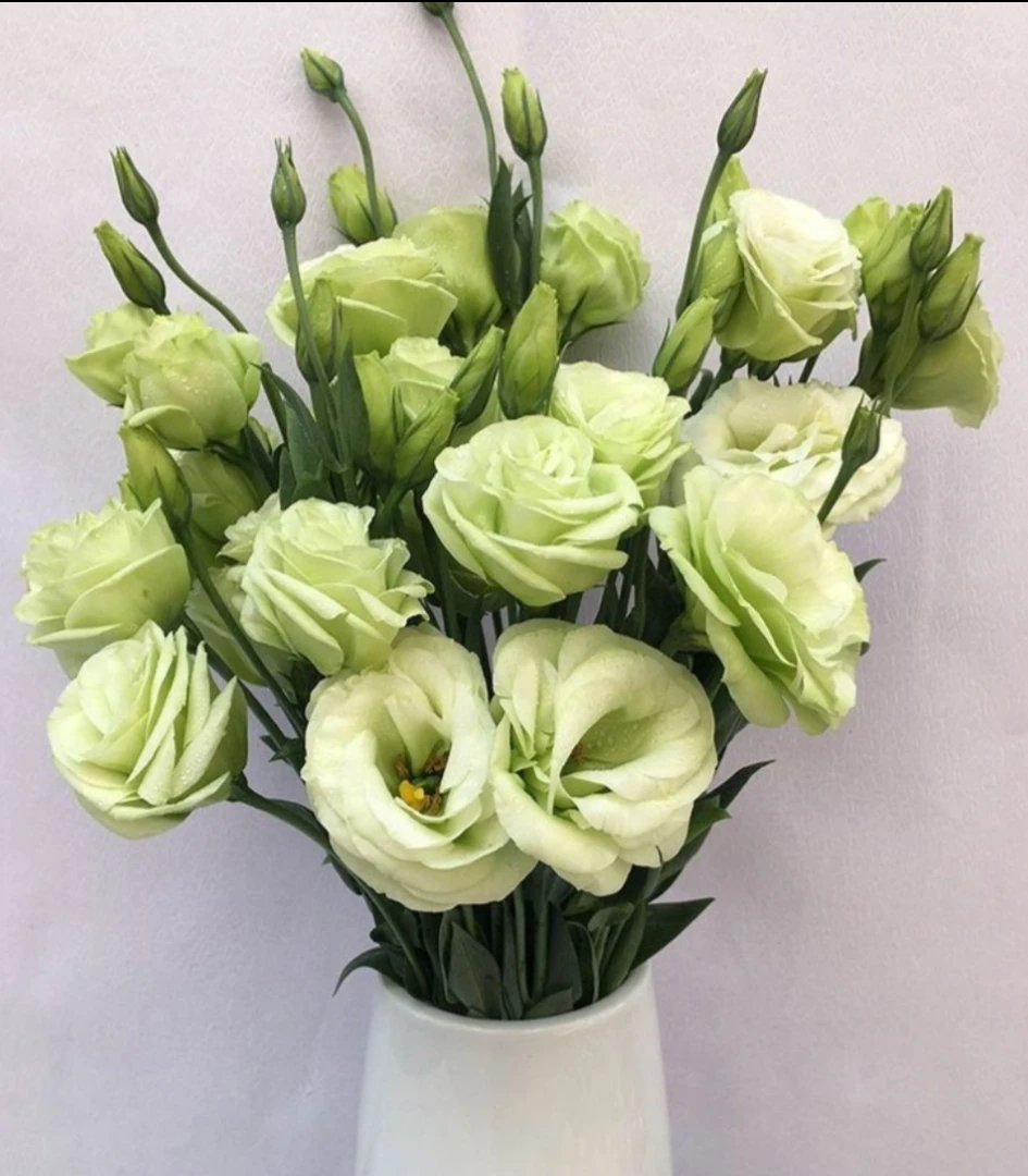 绿色洋桔梗【小谈鲜花】