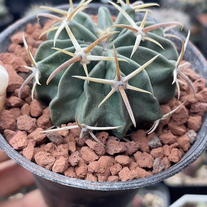 凌波仙人球一颗包邮